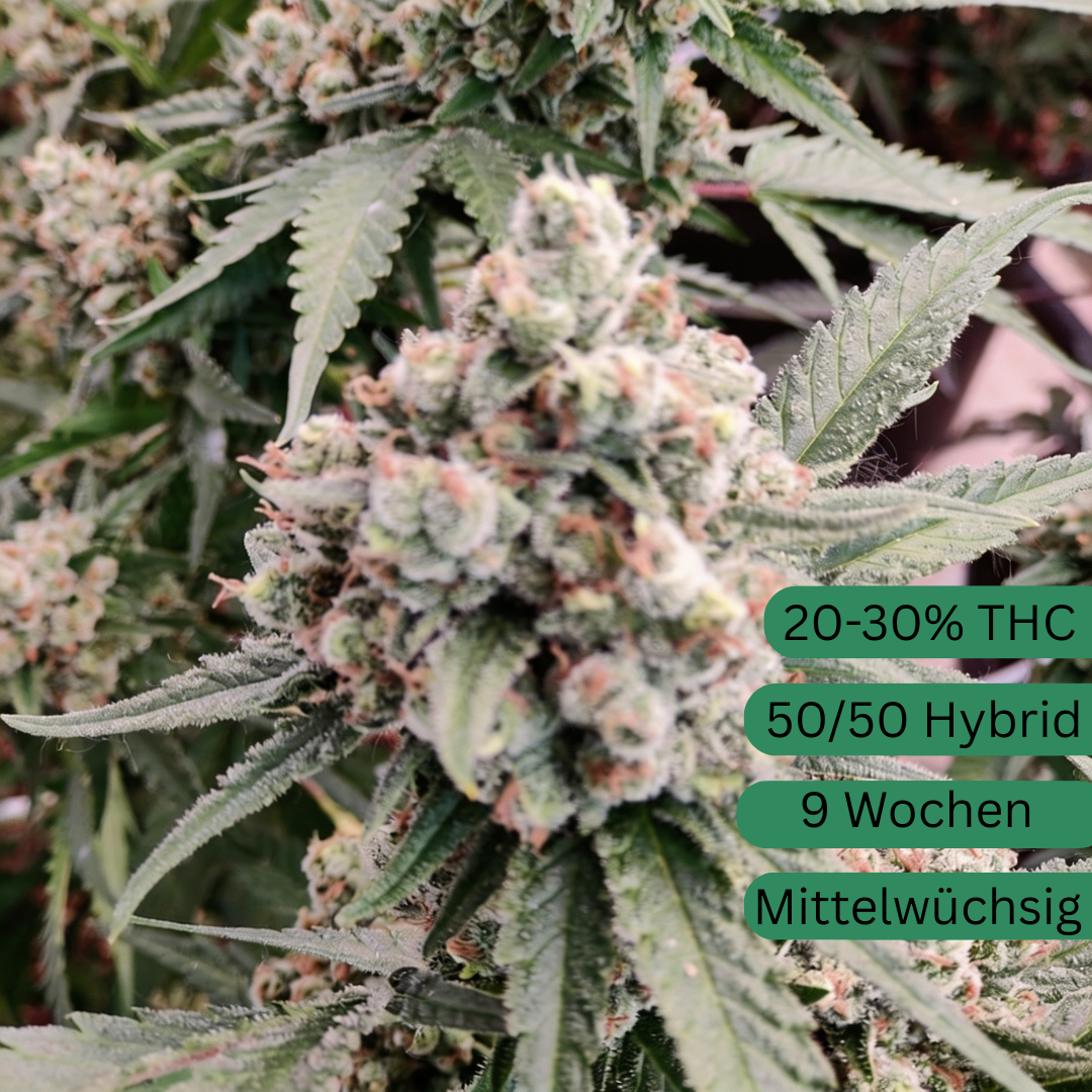 MAC Konopné semínko