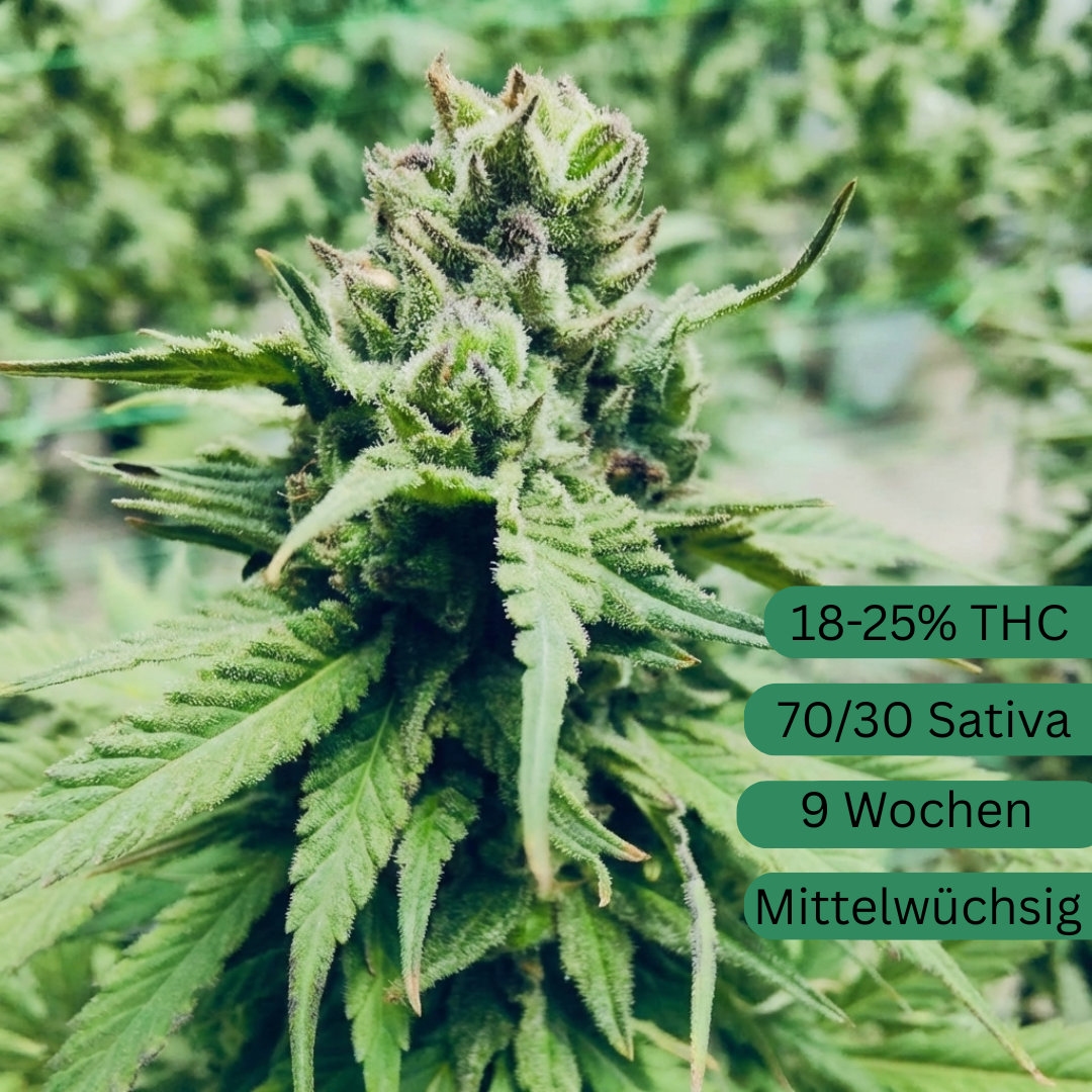 Konopná semena Lemon Haze