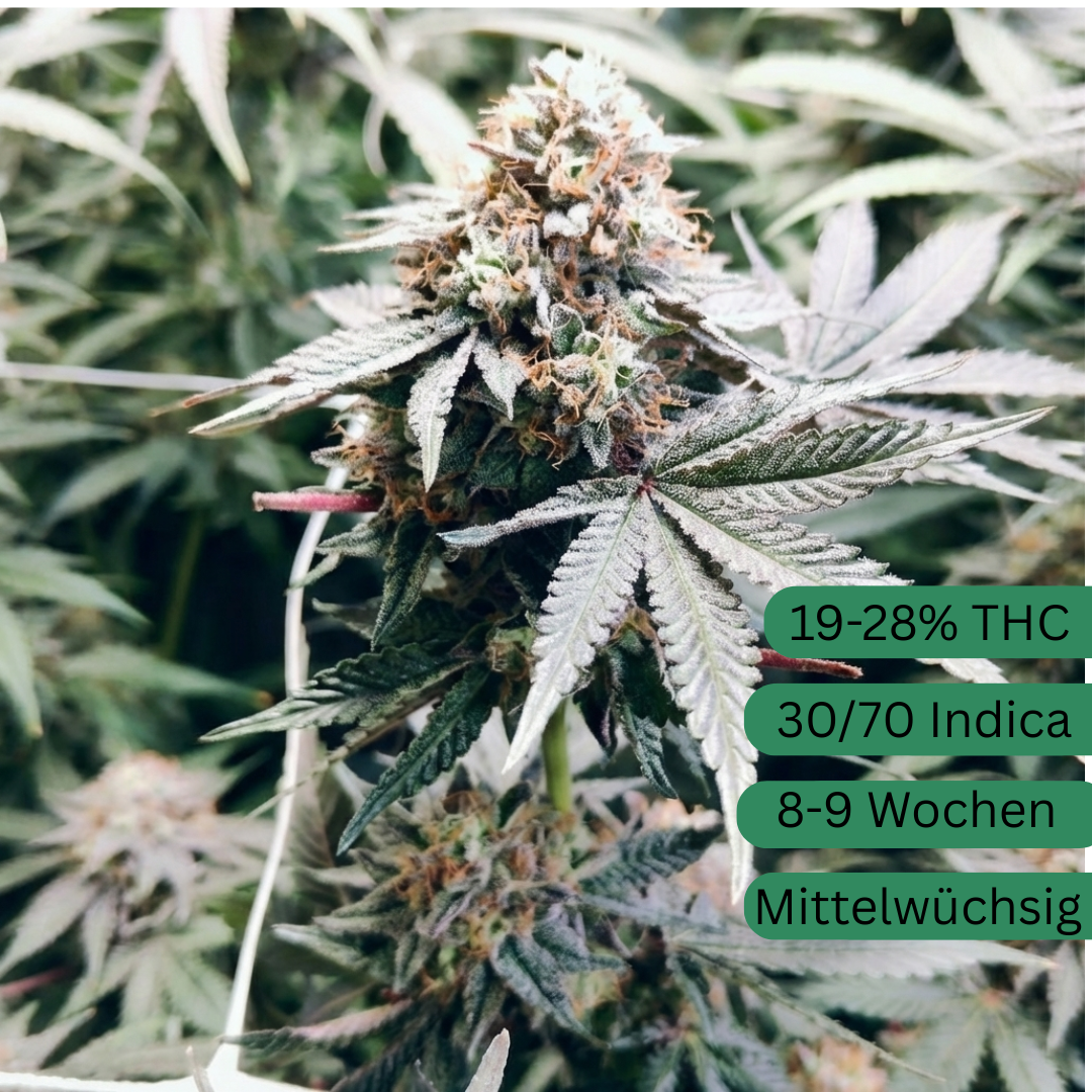 Tropicana Pie Hanfsamen