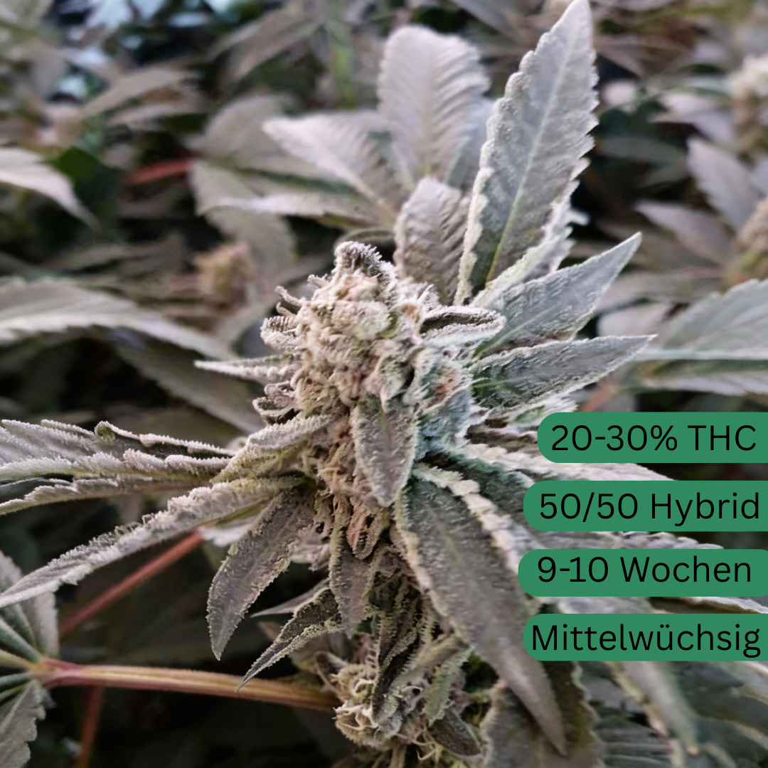 Jealousy Cannabis Seeds