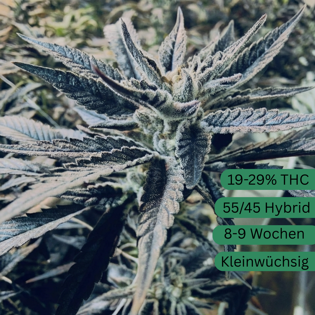 Semena konopí Black Runtz