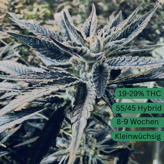 Semena konopí Black Runtz