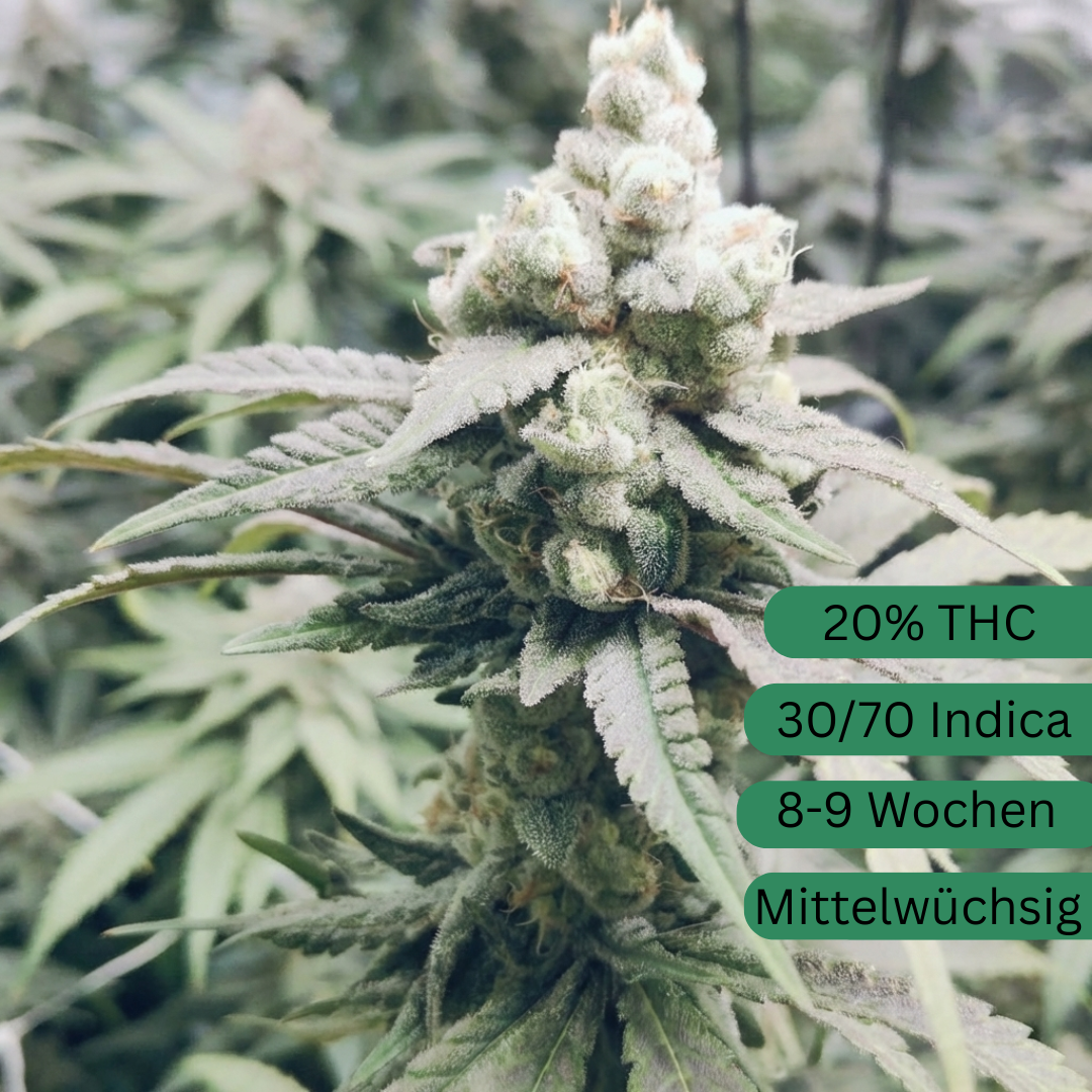 Apricot Banana OG Hanfsamen