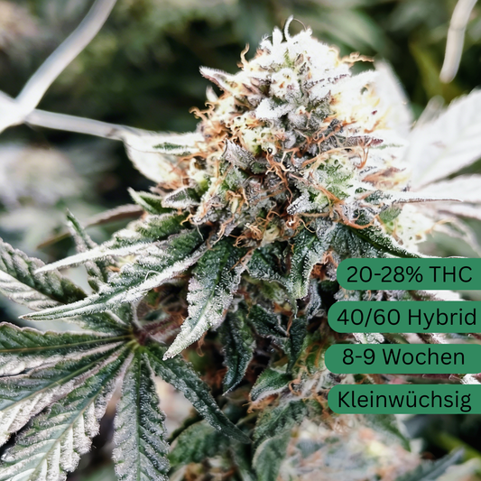 Semena konopí Alien Cookie OG