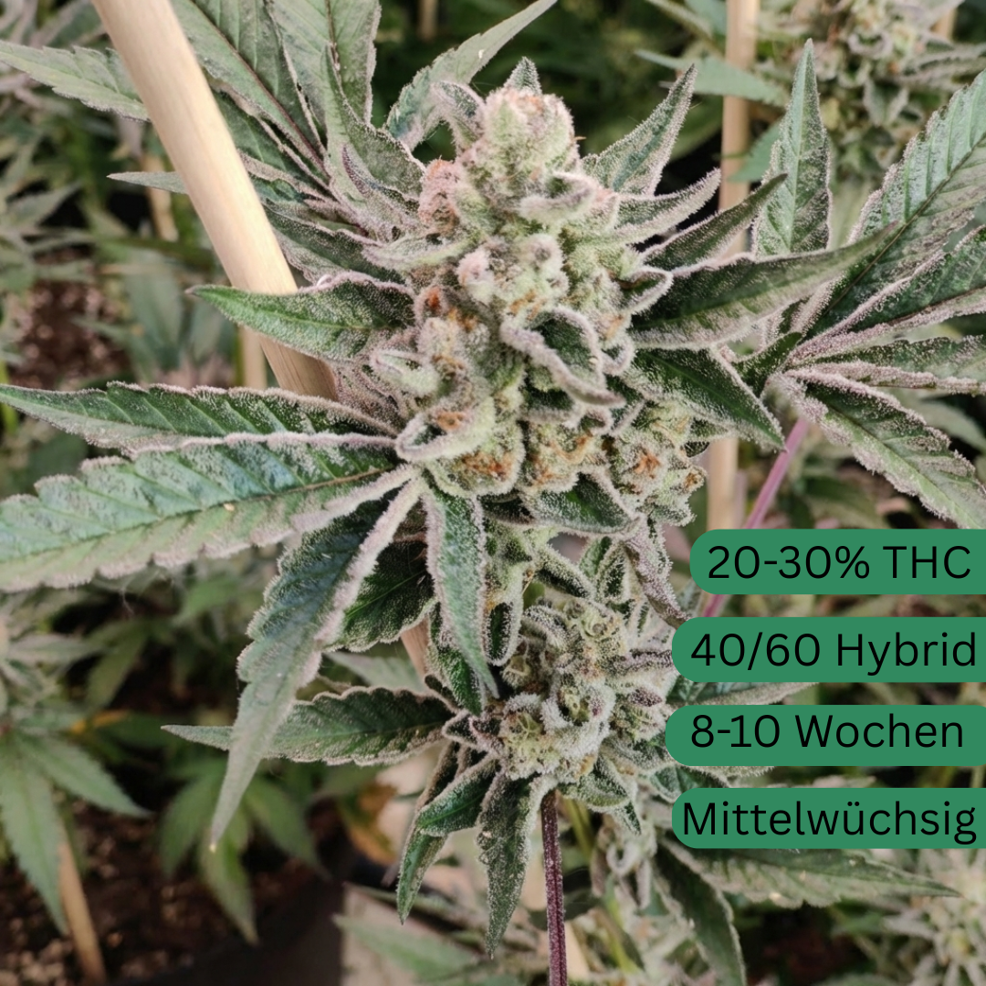 Ice Cream Sherbet Cannabis Seeds