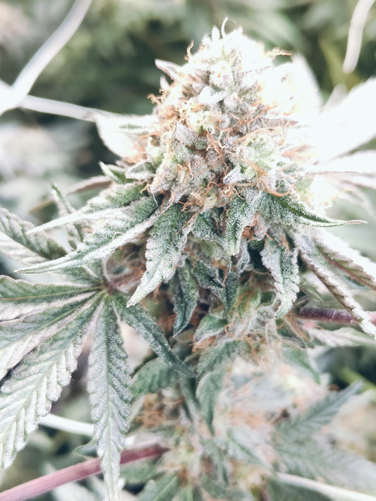 Alien Cookie OG Hanfsamen