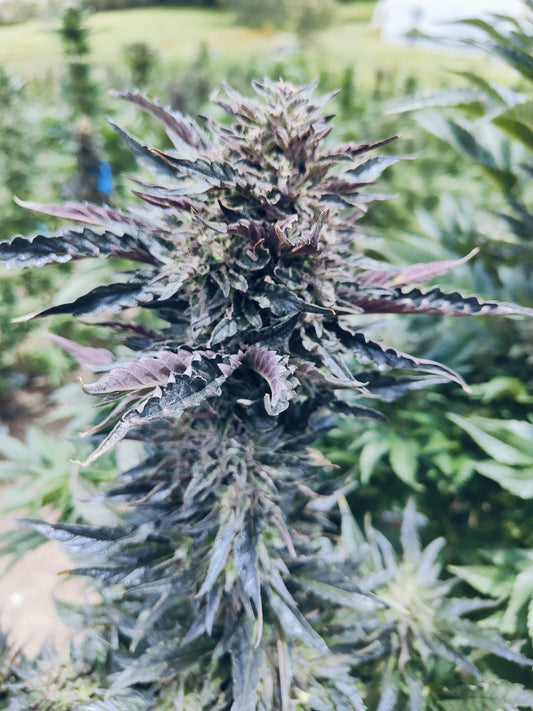 Apricot Banana OG Hanfsamen