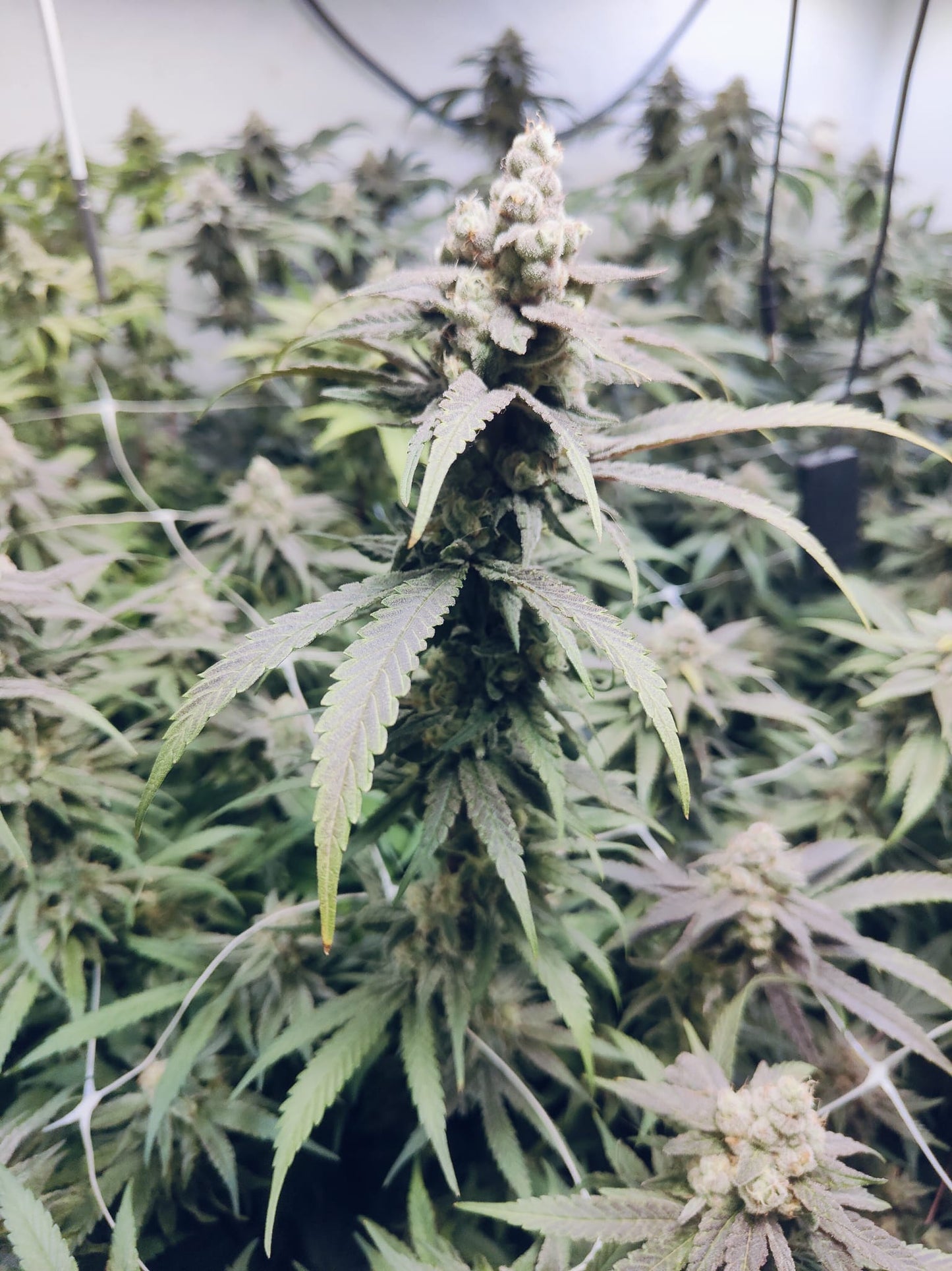 Apricot Banana OG Hanfsamen