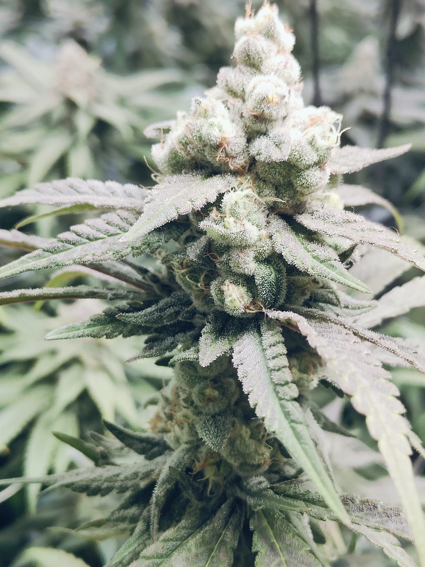Apricot Banana OG Hanfsamen
