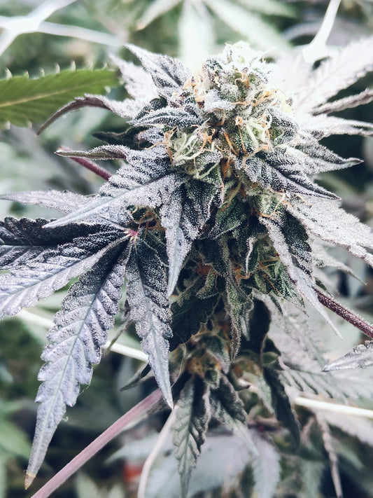 Black Runtz Hanfsamen