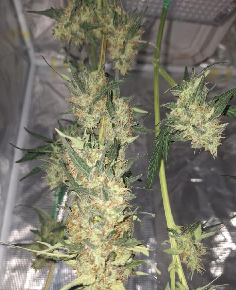 Bruce Banner Autoflower Hanfsamen