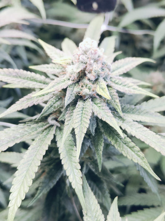 Cinnamon Rolls Hanfsamen