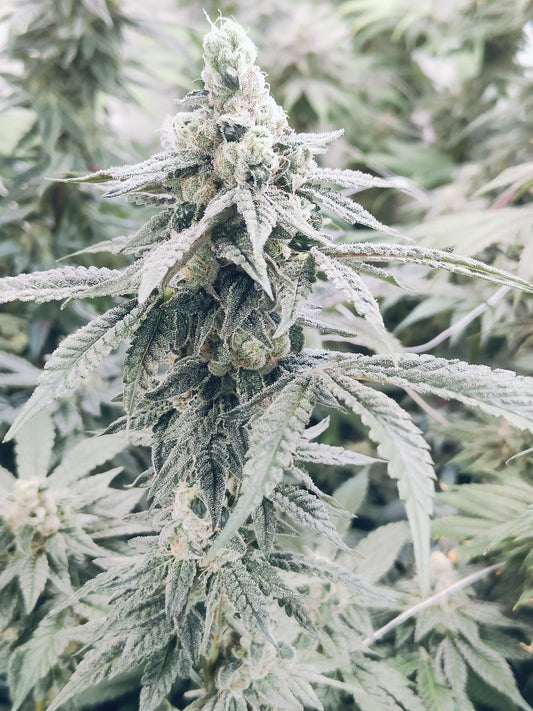 GMO Zkittlez Hanfsamen