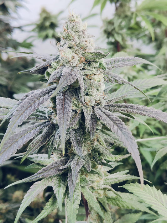 Gary Payton Fruitshake Hanfsamen