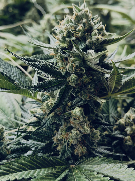 Girl Scout Cookies Hanfsamen