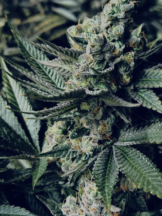 G*rilla Glue Hanfsamen