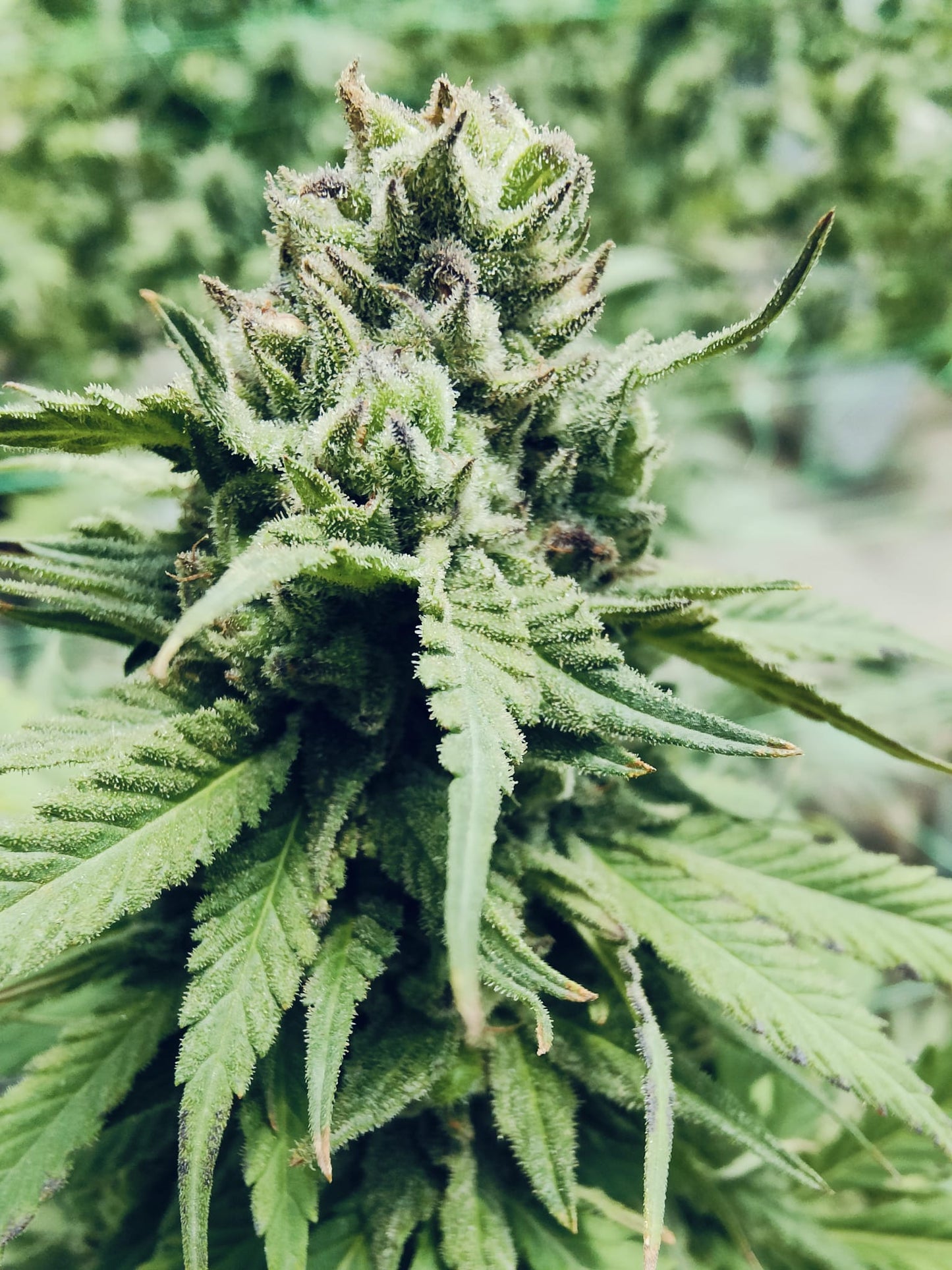 Lemon Haze Hanfsamen