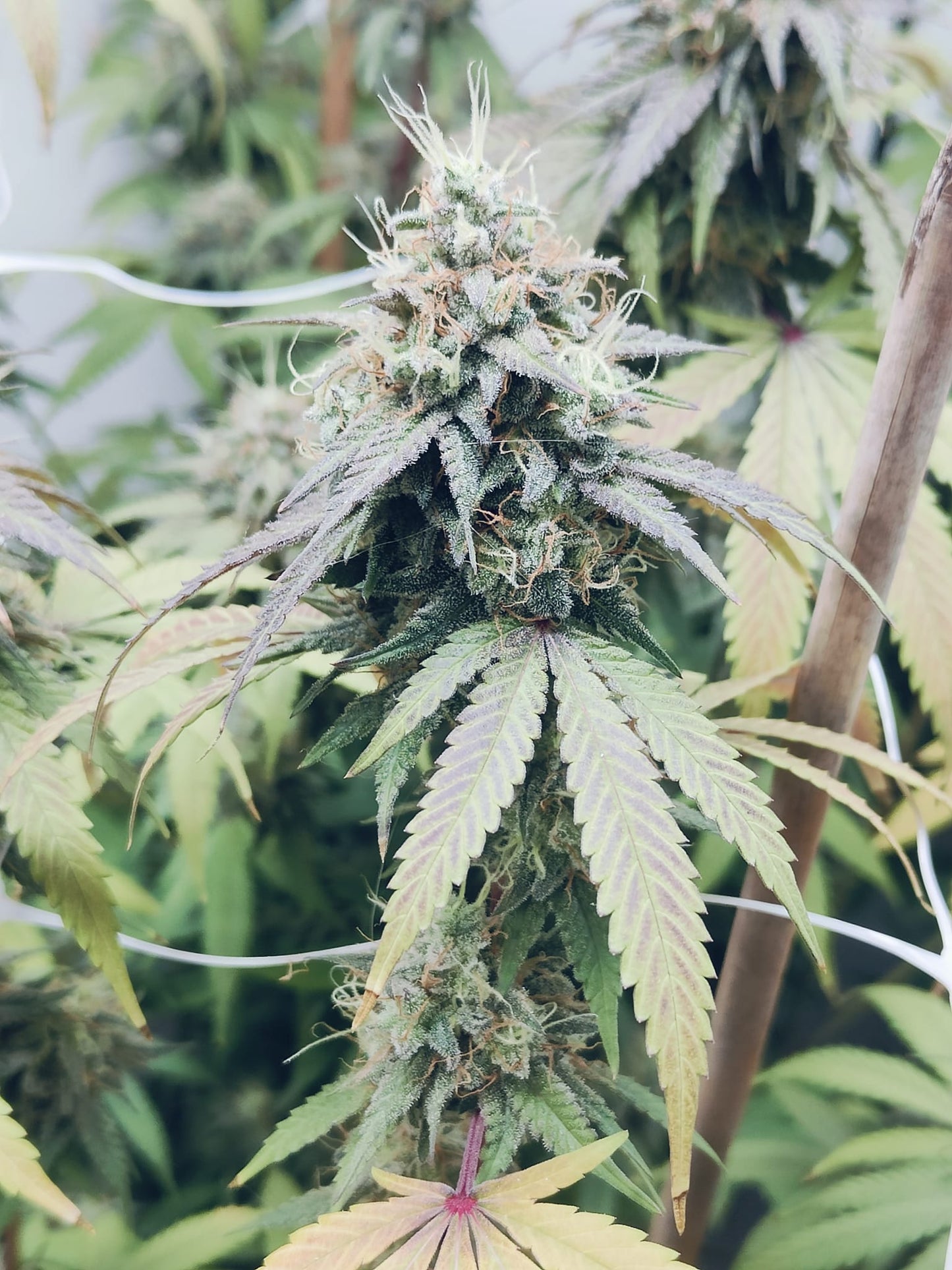 Papaya Dream Hanfsamen
