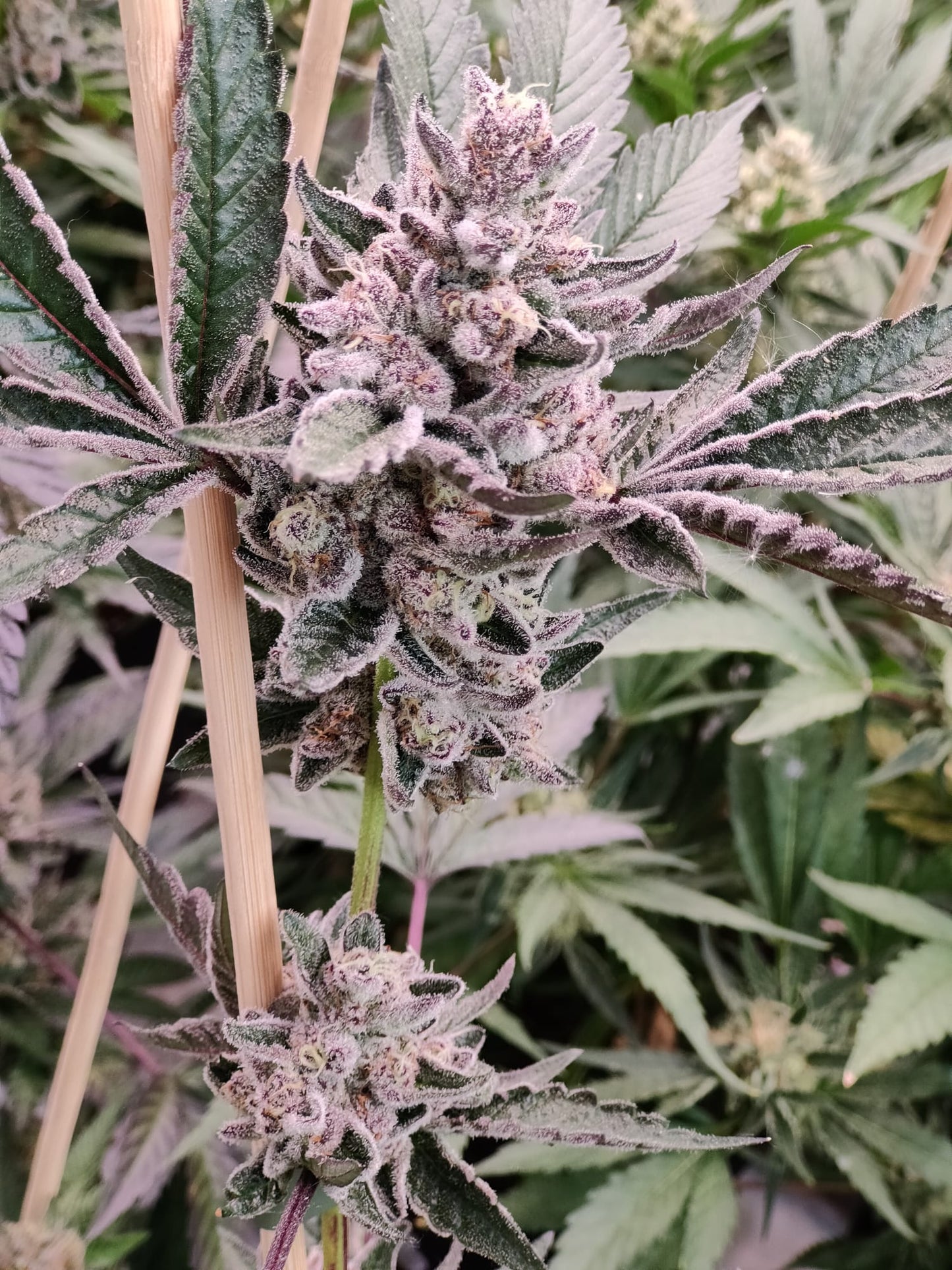Rainbow Sherbert#11 Hanfsamen