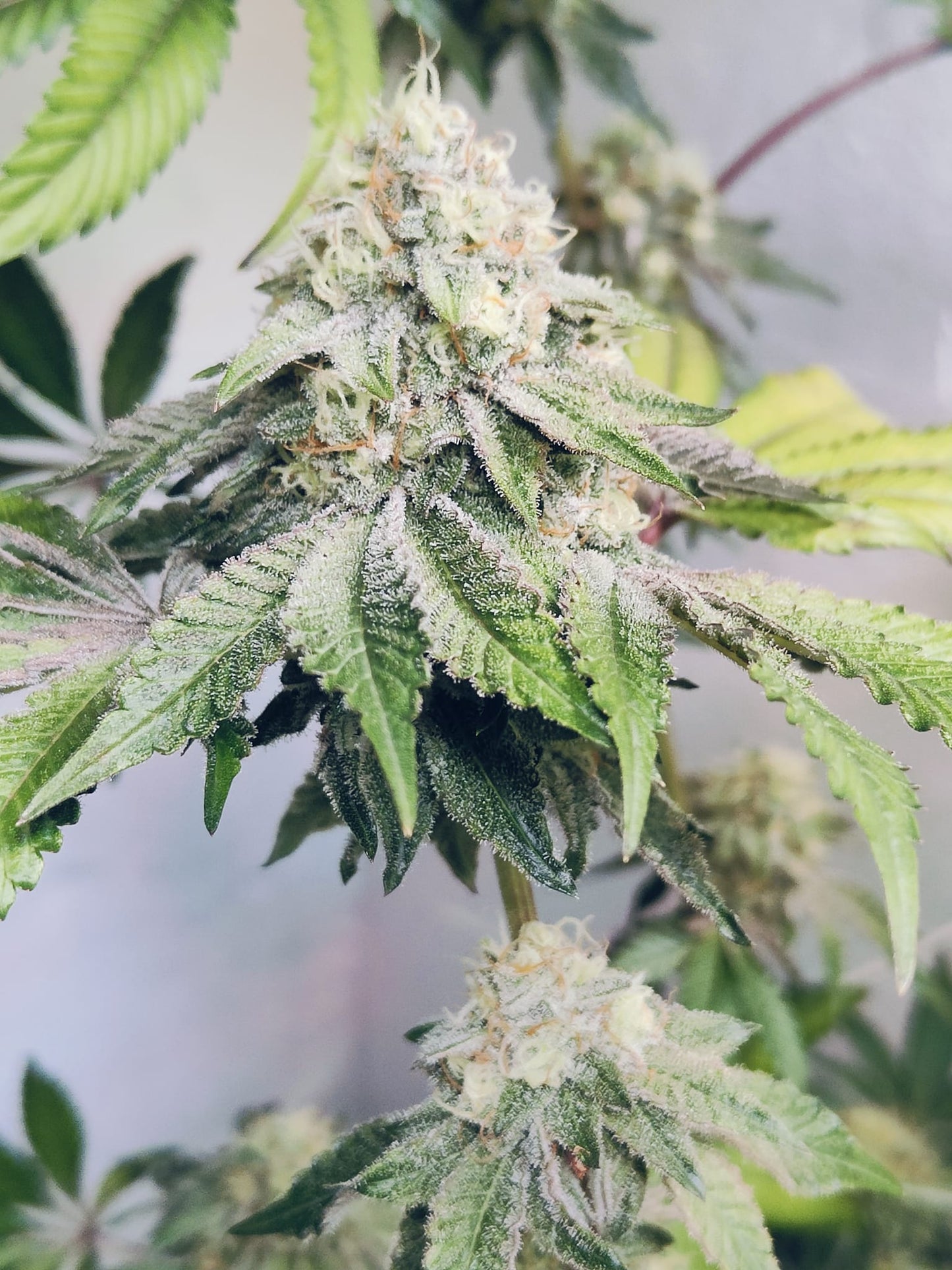 Sour Chem Kush Hanfsamen