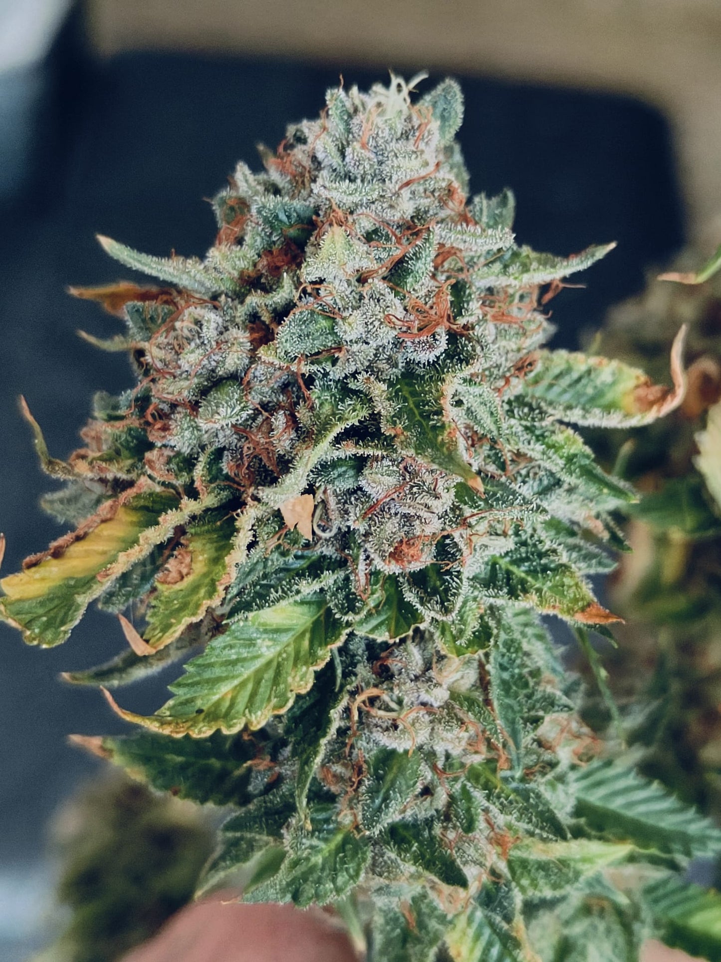 Sour Diesel Hanfsamen