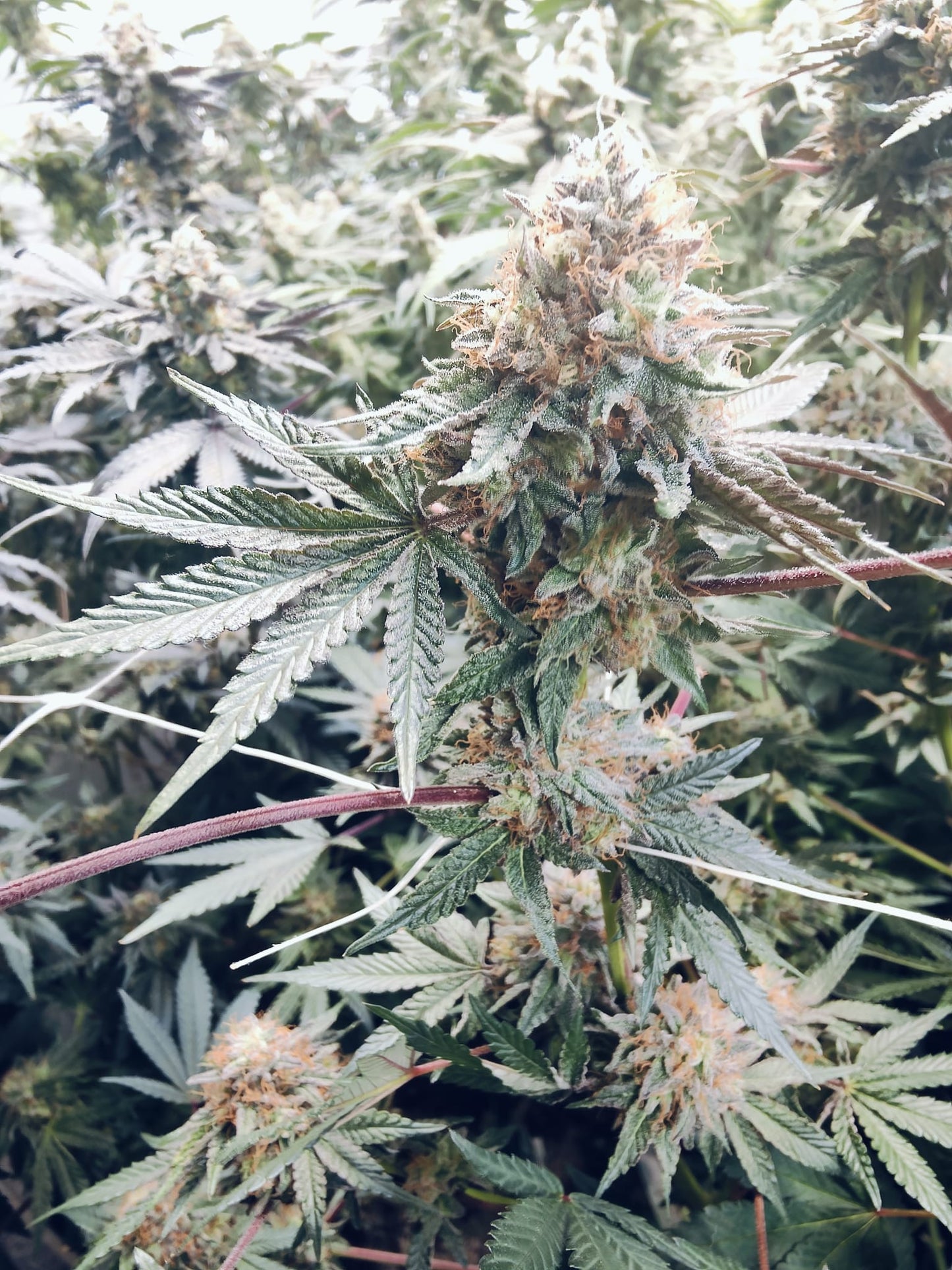 Strawberry Pie Hanfsamen