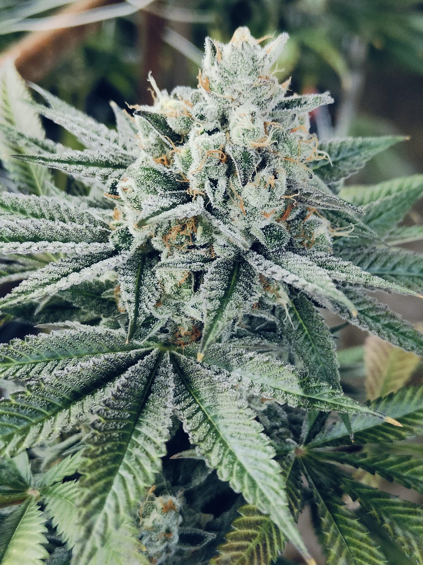 White Widow Hanfsamen