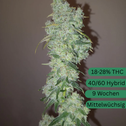 Sunshine Daydream Hanfsamen