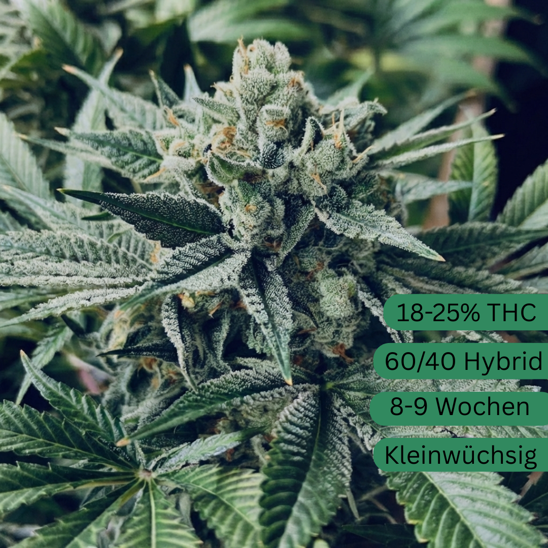 Semena konopí White Widow