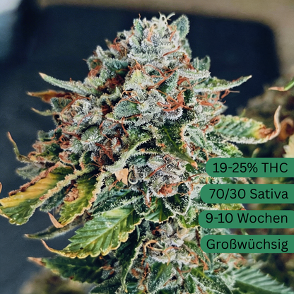 Sour Diesel Hanfsamen