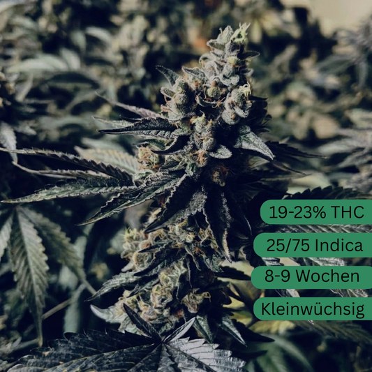 Ice Cream Cake Cannabis Seeds