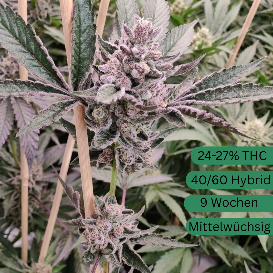 Rainbow Sherbet #11 Cannabis Seeds