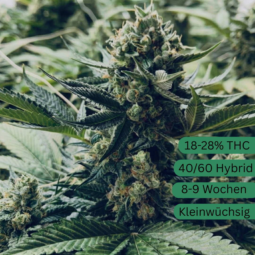 Gorilla Glue cannabis seeds