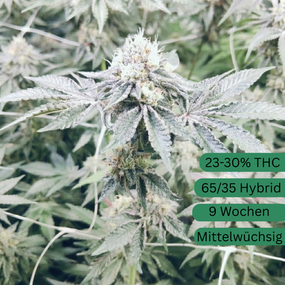 Semena konopí Vanilla Frosting