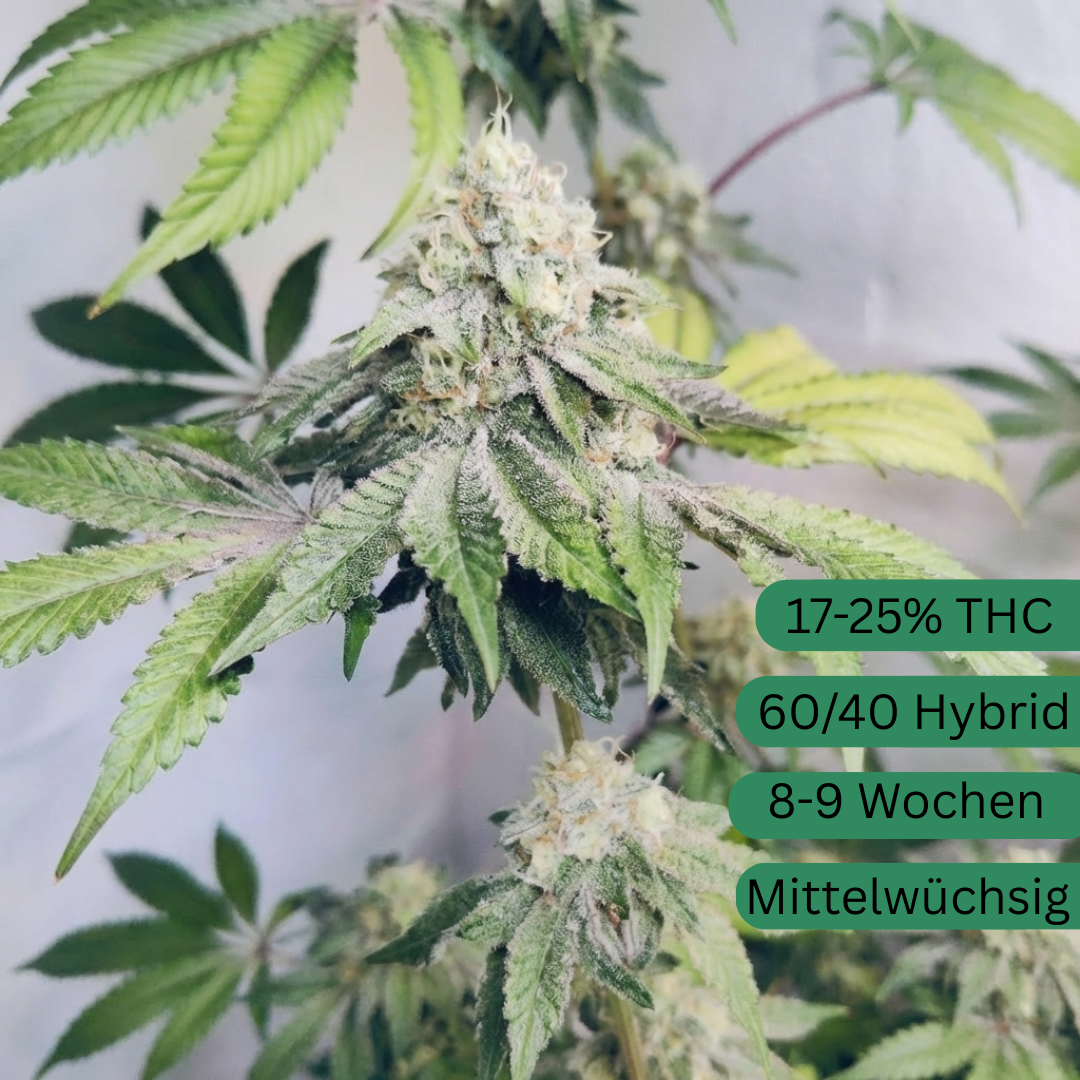 Sour Chem Kush semena konopí