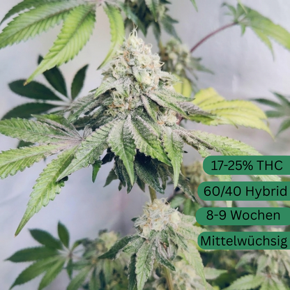 Sour Chem Kush semena konopí