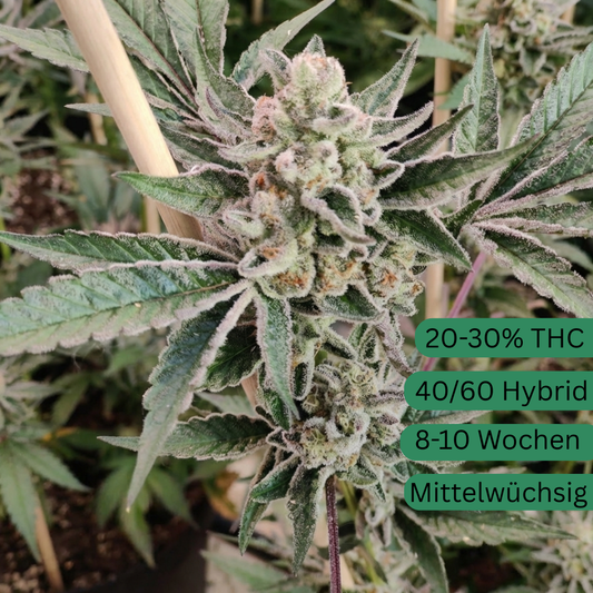 Ice Cream Sherbet Cannabis Seeds