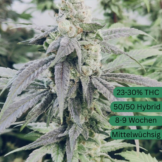 Gary Payton Fruitshake Cannabis Seeds