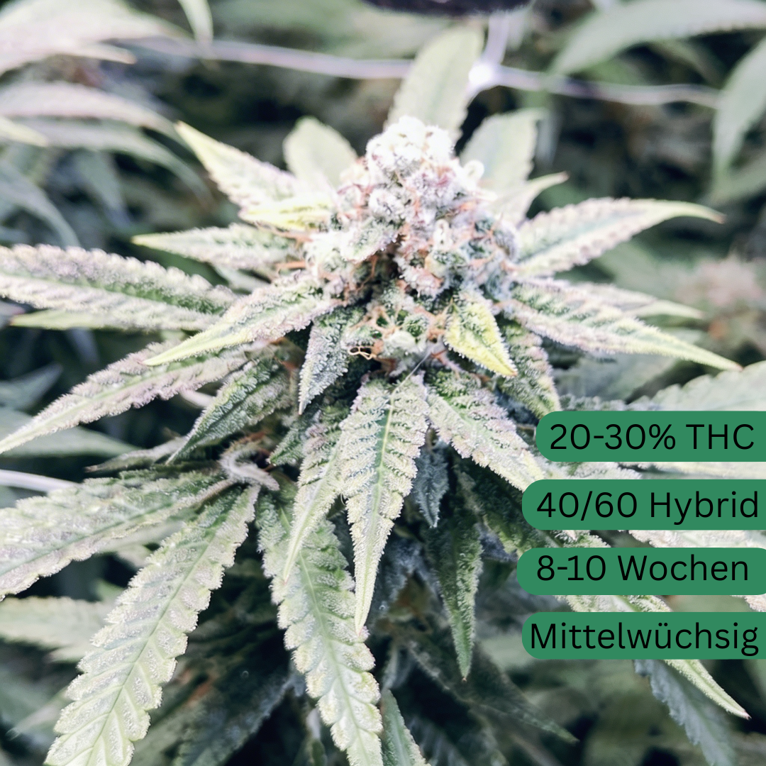 Cinnamon Rolls Hemp Seeds