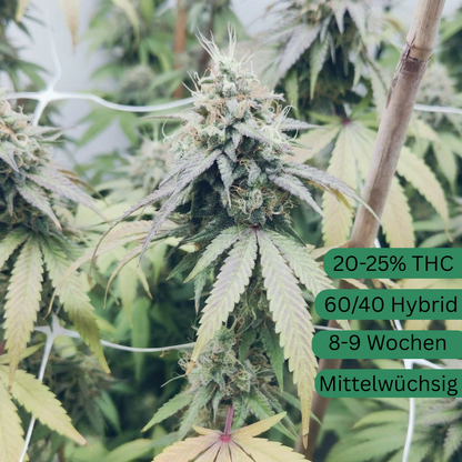 Papaya Dream Hemp Seeds