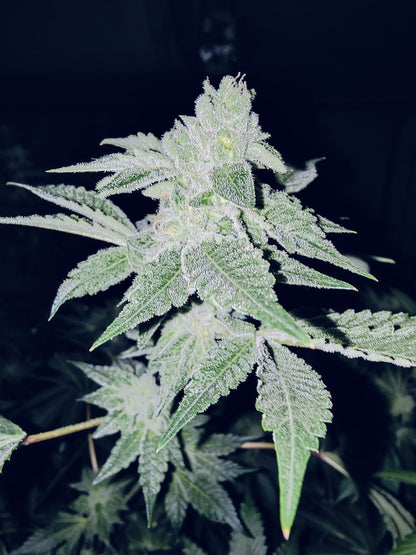 Konopná semena Apple Fritter