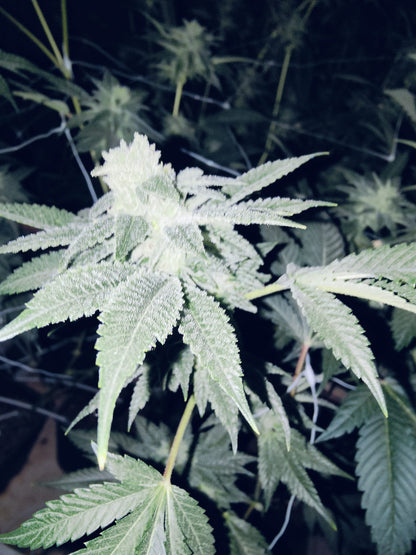 Konopná semena Apple Fritter