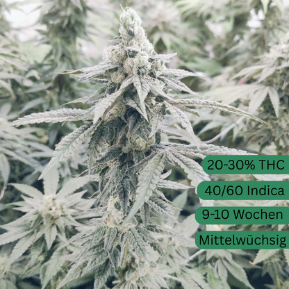 GMO Zkittlez Hanfsamen