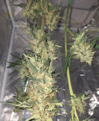 Bruce Banner Autoflower Hanfsamen