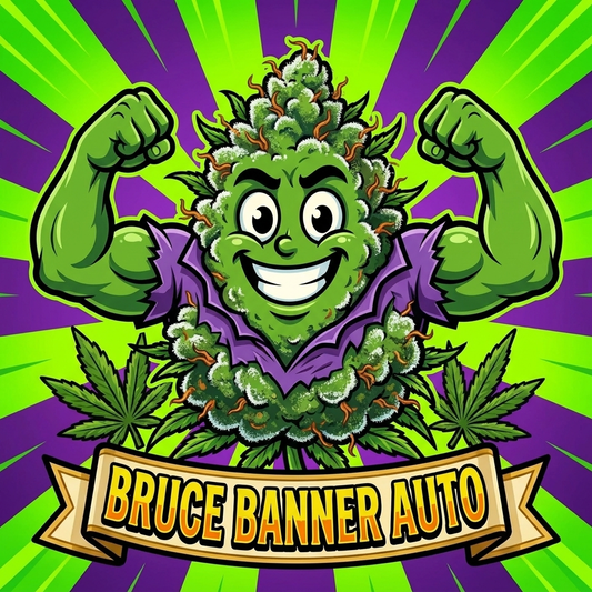 Bruce Banner Autoflower Hanfsamen