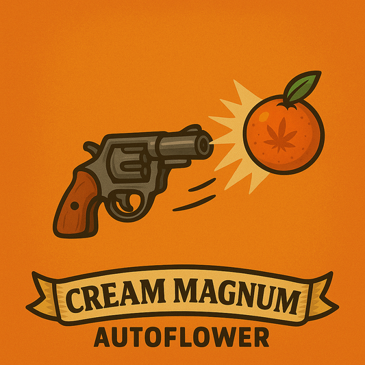 Cream Magnum Autoflower