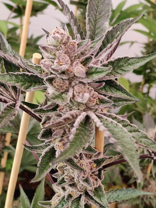 Ingrid's Sherbet Cannabis Seeds