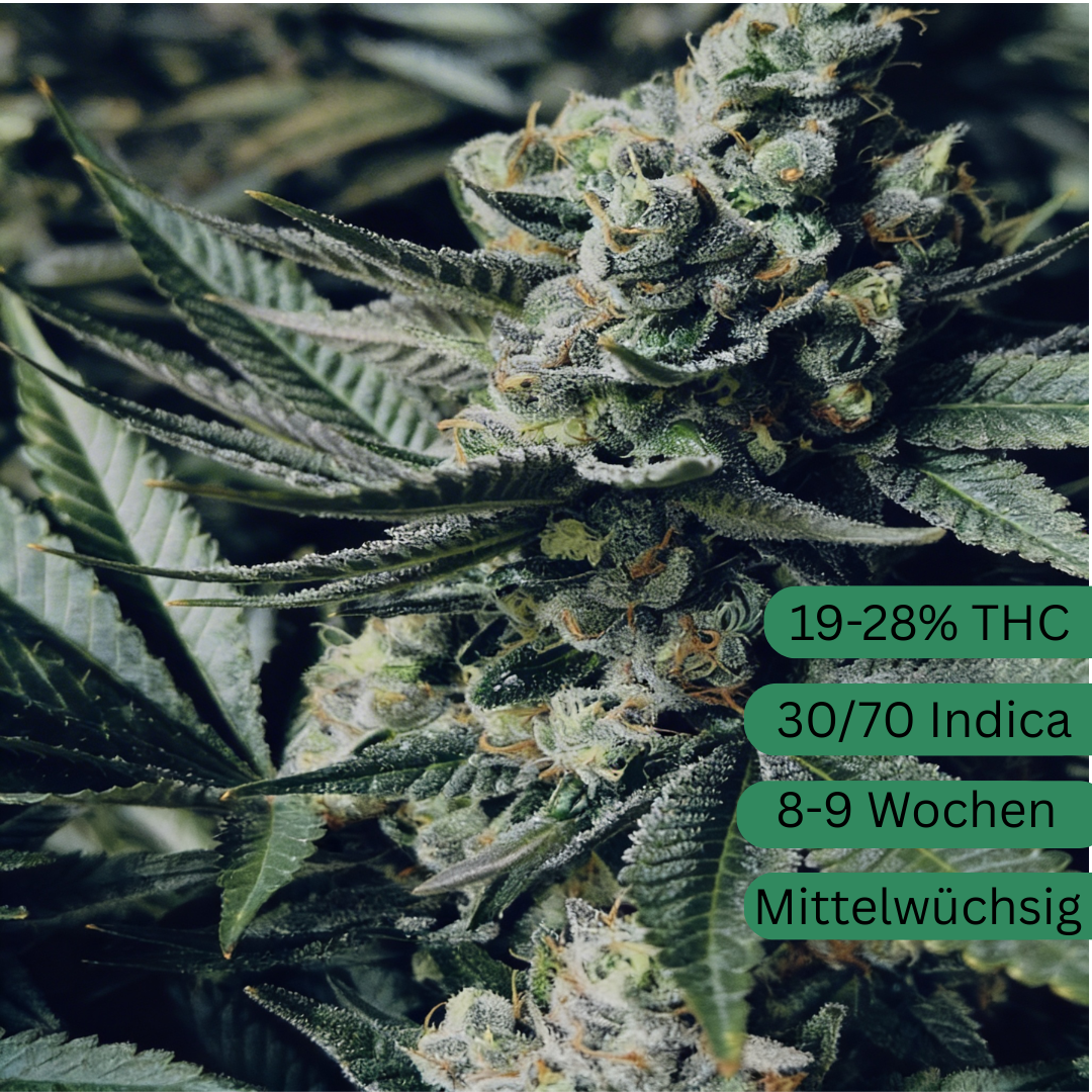 Girl Scout Cookies Hanfsamen