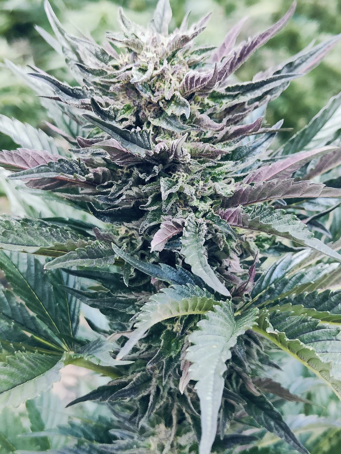 Rainbow Sherbert#11 Hanfsamen