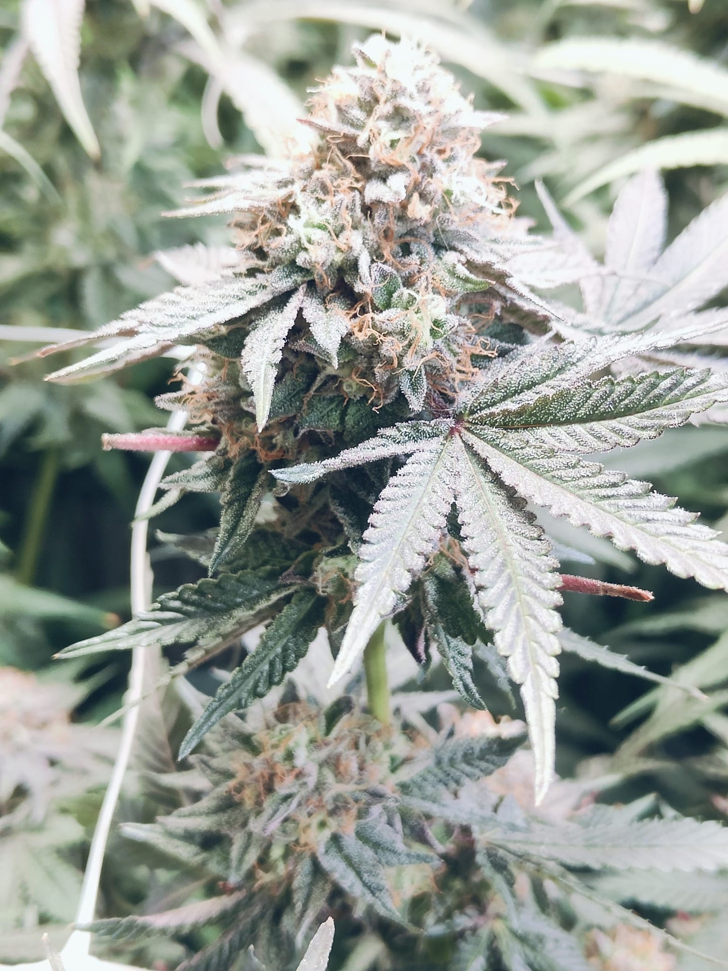 Tropicana Pie Hanfsamen